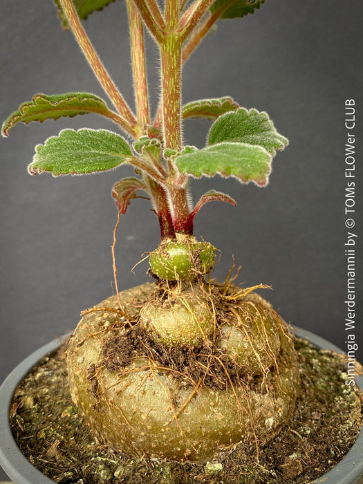 Sinningia werdermannii caudex close up exotic flowering collector plant for sale at TOMs FLOWer CLUB Zurich Switzerland