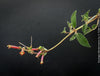 Sinningia werdermannii caudex plant rare collector species flowering plant for sale at TOMs FLOWer CLUB Zurich Switzerland