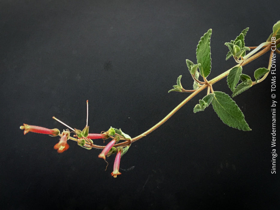 Sinningia werdermannii caudex plant rare collector species flowering plant for sale at TOMs FLOWer CLUB Zurich Switzerland