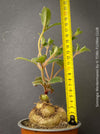 rare Sinningia werdermannii Brazilian caudiciform plant orange tubular flowers for sale at TOMs FLOWer CLUB Zurich Switzerland