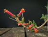 Sinningia werdermannii caudex plant rare collector species flowering plant for sale at TOMs FLOWer CLUB Zurich Switzerland