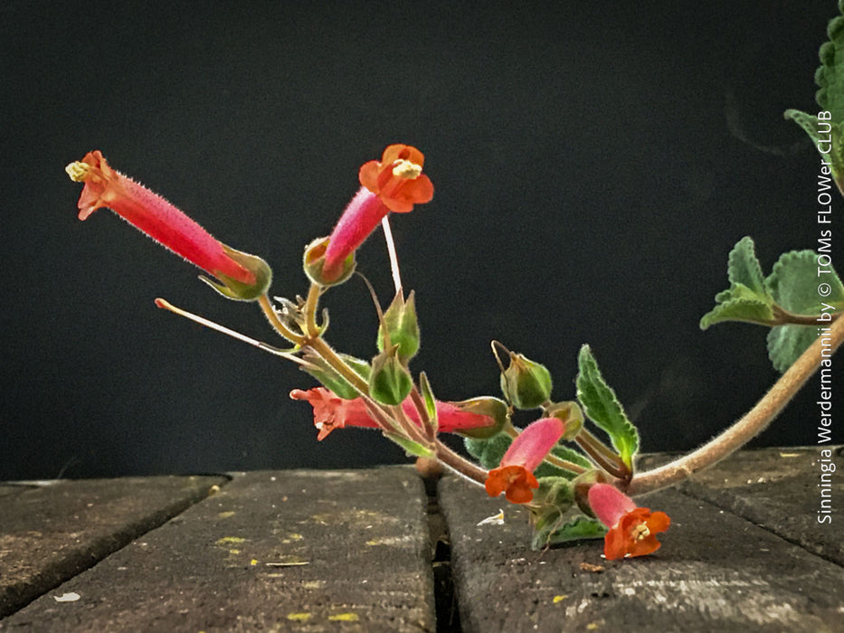 Sinningia werdermannii caudex plant rare collector species flowering plant for sale at TOMs FLOWer CLUB Zurich Switzerland