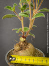 Sinningia werdermannii tuber plant seasonal growth caudex collector plant for sale at TOMs FLOWer CLUB Zurich Switzerland