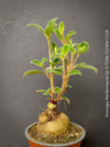 Sinningia werdermannii rare caudiciform plant with tuber orange flowers for sale at TOMs FLOWer CLUB Zurich Switzerland