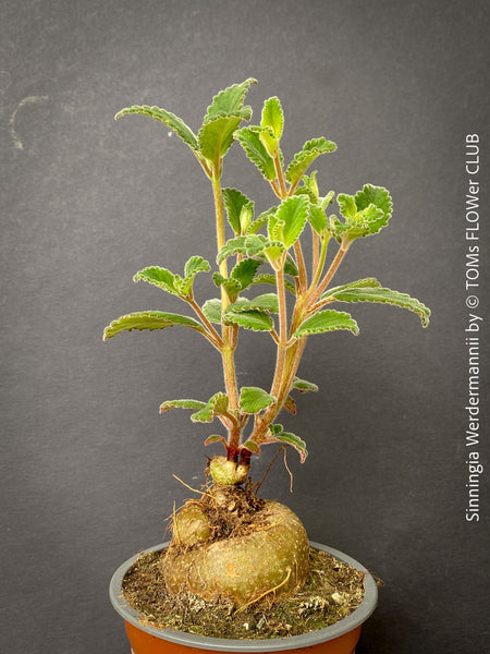Sinningia werdermannii rare caudiciform plant with tuber orange flowers for sale at TOMs FLOWer CLUB Zurich Switzerland