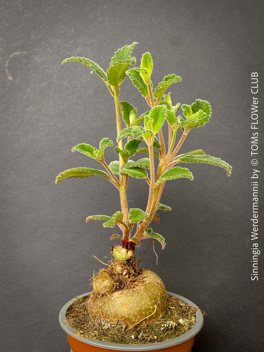 Sinningia werdermannii rare caudiciform plant with tuber orange flowers for sale at TOMs FLOWer CLUB Zurich Switzerland