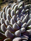 Sinocrassula Yunnanensis, organically grown succulent plants for sale at TOMs FLOWer CLUB.
