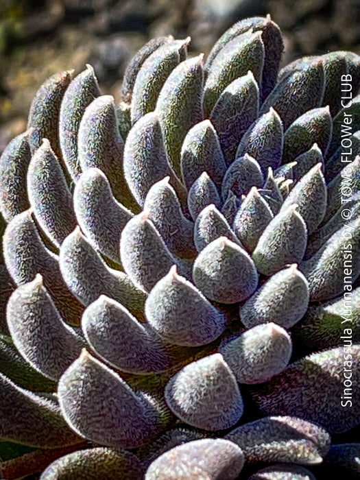 Sinocrassula Yunnanensis, organically grown succulent plants for sale at TOMs FLOWer CLUB.