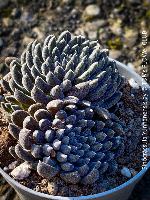 Sinocrassula Yunnanensis, organically grown succulent plants for sale at TOMs FLOWer CLUB.
