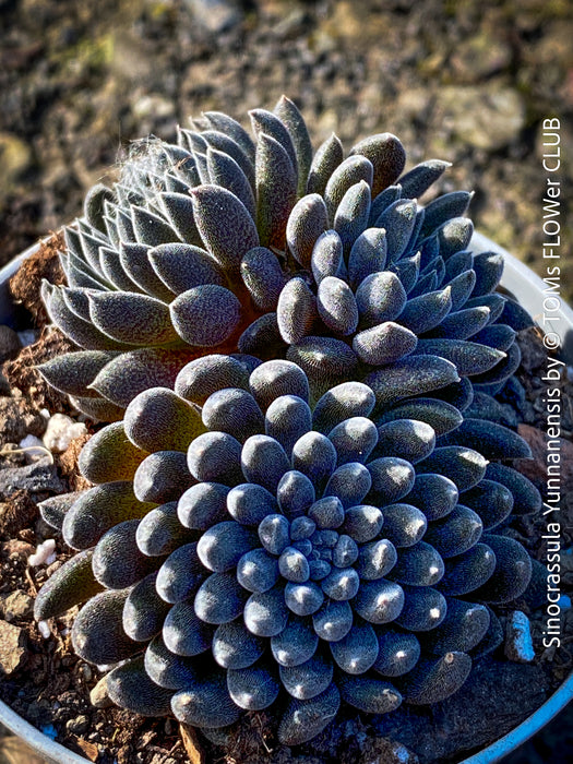Sinocrassula Yunnanensis, organically grown succulent plants for sale at TOMs FLOWer CLUB.