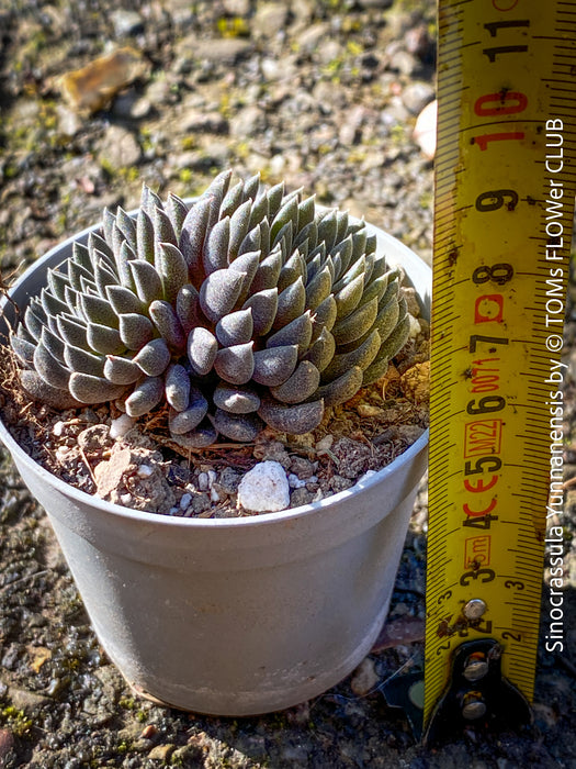 Sinocrassula Yunnanensis, organically grown succulent plants for sale at TOMs FLOWer CLUB.