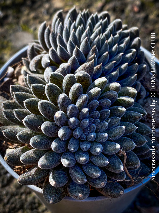 Sinocrassula Yunnanensis, organically grown succulent plants for sale at TOMs FLOWer CLUB.