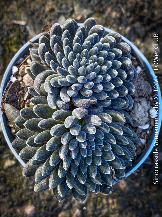 Sinocrassula Yunnanensis, organically grown succulent plants for sale at TOMs FLOWer CLUB.