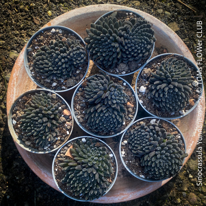 Sinocrassula Yunnanensis, organically grown succulent plants for sale at TOMs FLOWer CLUB.