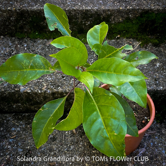 Solandra grandiflora – The “Cup of Gold Vine” from TOMs FLOWer CLUB; organically grown tropical plants for sale. 