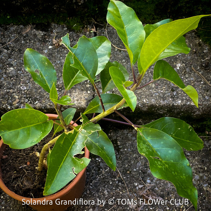 Solandra grandiflora – The “Cup of Gold Vine” from TOMs FLOWer CLUB; organically grown tropical plants for sale. 
