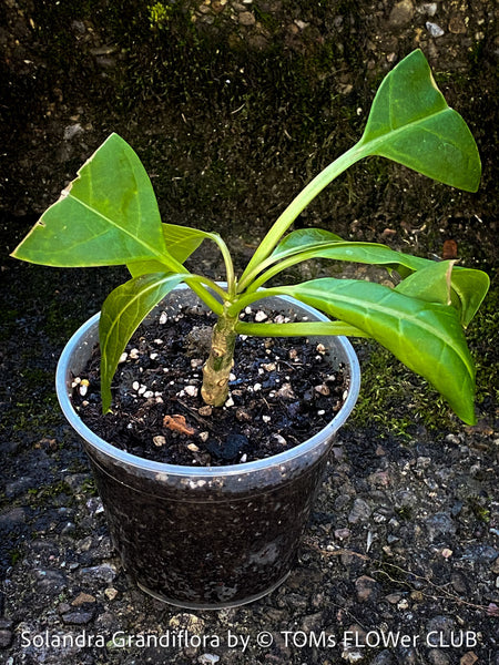 Solandra grandiflora – The “Cup of Gold Vine” from TOMs FLOWer CLUB; organically grown tropical plants for sale. 