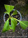 Rooted cutting of Solandra grandiflora – The “Cup of Gold Vine” from TOMs FLOWer CLUB; organically grown tropical plants for sale. 