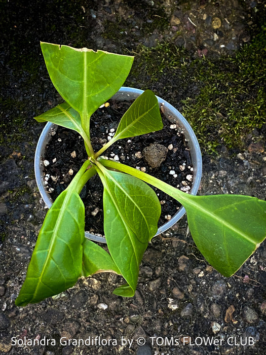 Rooted cutting of Solandra grandiflora – The “Cup of Gold Vine” from TOMs FLOWer CLUB; organically grown tropical plants for sale. 