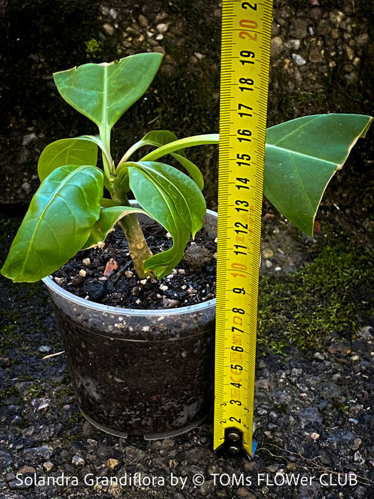 Rooted cutting of Solandra grandiflora – The “Cup of Gold Vine” from TOMs FLOWer CLUB; organically grown tropical plants for sale. 