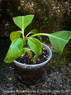 Rooted cutting of Solandra grandiflora – The “Cup of Gold Vine” from TOMs FLOWer CLUB; organically grown tropical plants for sale. 