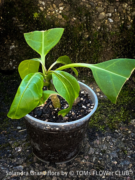 Rooted cutting of Solandra grandiflora – The “Cup of Gold Vine” from TOMs FLOWer CLUB; organically grown tropical plants for sale. 