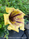 Yellow flower with purple accents of Solandra grandiflora – The “Cup of Gold Vine” from TOMs FLOWer CLUB; organically grown tropical plants for sale. 