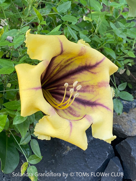 Yellow flower with purple accents of Solandra grandiflora – The “Cup of Gold Vine” from TOMs FLOWer CLUB; organically grown tropical plants for sale. 