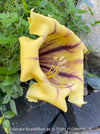 Yellow flower with purple accents of Solandra grandiflora – The “Cup of Gold Vine” from TOMs FLOWer CLUB; organically grown tropical plants for sale. 