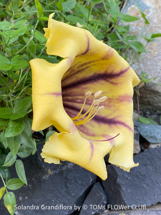 Yellow flower with purple accents of Solandra grandiflora – The “Cup of Gold Vine” from TOMs FLOWer CLUB; organically grown tropical plants for sale. 