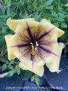 Yellow flower with purple accents of Solandra grandiflora – The “Cup of Gold Vine” from TOMs FLOWer CLUB; organically grown tropical plants for sale. 