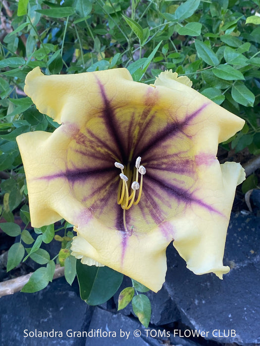Yellow flower with purple accents of Solandra grandiflora – The “Cup of Gold Vine” from TOMs FLOWer CLUB; organically grown tropical plants for sale. 