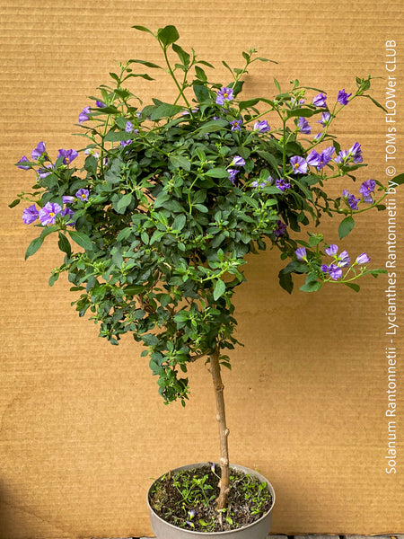 Solanum Rantonnetii, Lycianthes Rantonnetii, organically grown garden plants for sale at TOMs FLOWer CLUB.