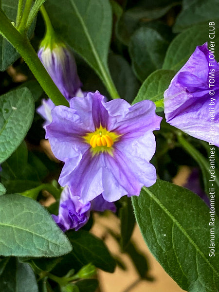 Solanum Rantonnetii, Lycianthes Rantonnetii, organically grown garden plants for sale at TOMs FLOWer CLUB.