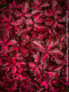 Solenostemon scutellarioides / Burgundy Coleus, Buntnessel, organically grown tropical plants for sale at TOMs FLOWer CLUB
