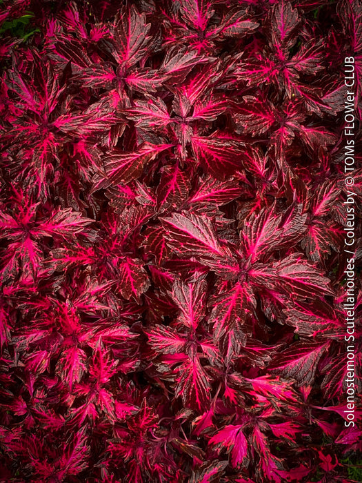 Solenostemon scutellarioides / Burgundy Coleus, Buntnessel, organically grown tropical plants for sale at TOMs FLOWer CLUB