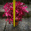 Solenostemon scutellarioides / Burgundy Coleus, Buntnessel, organically grown tropical plants for sale at TOMs FLOWer CLUB