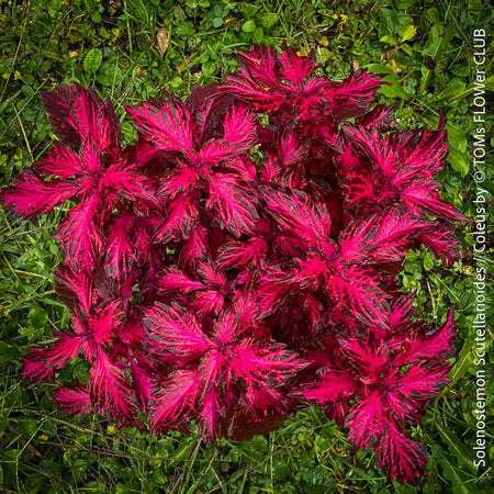 Solenostemon scutellarioides / Burgundy Coleus, Buntnessel, organically grown tropical plants for sale at TOMs FLOWer CLUB