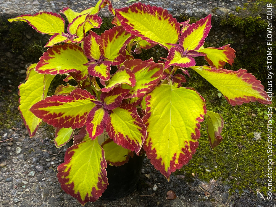 Solenostemon scutellarioides / Coleus, organically grown tropical plants for sale at TOMs FLOWer CLUB