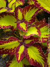 Solenostemon scutellarioides / Coleus, organically grown tropical plants for sale at TOMs FLOWer CLUB