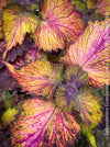 Solenostemon scutellarioides, Coleus, Colourful nettle, organically grown tropical plants for sale at TOMs FLOWer CLUB.