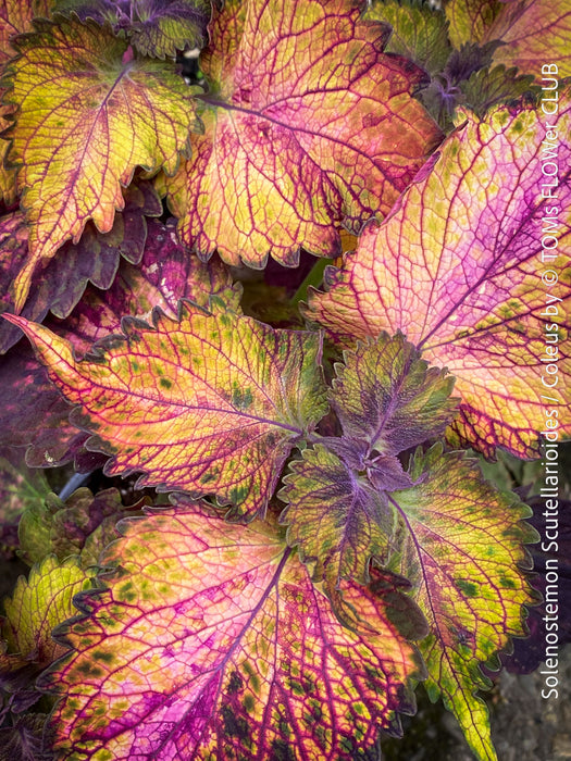 Solenostemon scutellarioides, Coleus, Colourful nettle, organically grown tropical plants for sale at TOMs FLOWer CLUB.