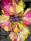 Solenostemon scutellarioides, Coleus, Colourful nettle, organically grown tropical plants for sale at TOMs FLOWer CLUB.