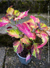 Solenostemon scutellarioides, Coleus, Colourful nettle, organically grown tropical plants for sale at TOMs FLOWer CLUB.