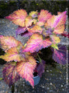 Solenostemon scutellarioides, Coleus, Colourful nettle, organically grown tropical plants for sale at TOMs FLOWer CLUB.