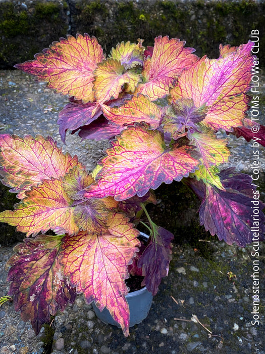 Solenostemon scutellarioides, Coleus, Colourful nettle, organically grown tropical plants for sale at TOMs FLOWer CLUB.