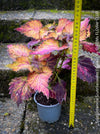 Solenostemon scutellarioides, Coleus, Colourful nettle, organically grown tropical plants for sale at TOMs FLOWer CLUB.
