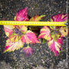 Solenostemon scutellarioides, Coleus, Colourful nettle, organically grown tropical plants for sale at TOMs FLOWer CLUB.