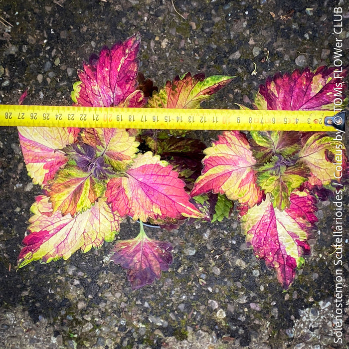 Solenostemon scutellarioides, Coleus, Colourful nettle, organically grown tropical plants for sale at TOMs FLOWer CLUB.