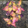 Solenostemon scutellarioides, Coleus, Colourful nettle, organically grown tropical plants for sale at TOMs FLOWer CLUB.
